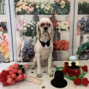 슈라즈하우스 이미지