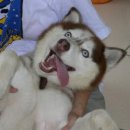 대치성심동물병원 네이버블로그