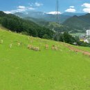 꿈벌사슴목장 이미지