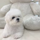 토이베베