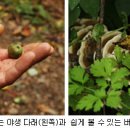 아랫대티 숲 Daum카페
