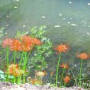 선운사의추억 이미지