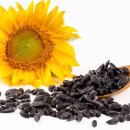 노화해바라기 이미지