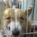 사가담