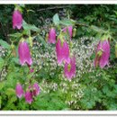 본동민박 이미지