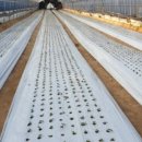 배로농장 이미지