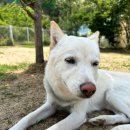 뭉치켄넬 이미지