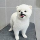 까까모 이미지