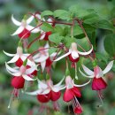 안의꽃사랑 이미지