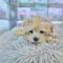 도그마루 강아지고양이 대전점 이미지