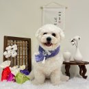고잔유치원 | 안산 애견유치원 애견호텔 강아지유치원 강아지호텔 옐레드 안산고잔점 등하원 후기