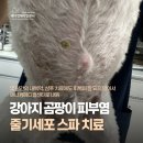 상무금호건강생활지원센터 | 강아지 곰팡이 피부염, 줄기세포 스파 치료, 줄기세포 전문 동물병원, 애니컴메디컬센터