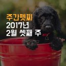 (주)펫찐