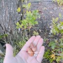 에덴감자탕 이미지