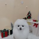 우리 펫 살롱 이미지