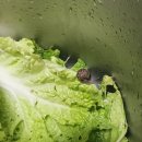 용인시농업기술센터 | 용인시농업기술센터 도시농부수업 마지막 수업 후 수료