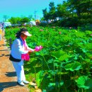 ▶♪◀土曜日 부여 궁남지연꽃 축제 7월 7일 15일까지 함니다 촬영 청암 ▶♪◀ 이미지