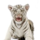 호랑이PC 이미지