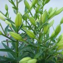 춘천호반체육관 이미지