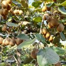 한국 축산 농원 이미지