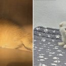 도그마루 강아지 고양이 부산점 이미지