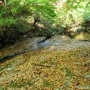 가을 숲으로 가자 이미지