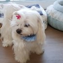 블루퍼피 이미지