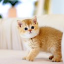 분당고양이분양 고사남 이미지