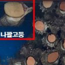 나팔횟집 이미지