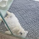 파밀리에드마스코타 천안두정점 천안강아지분양 천안고양이분양 이미지