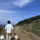 181101 | 반려견과 입수 가능한 바다, 전국 멍비치 4곳 정리