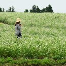 보롬제주 이미지