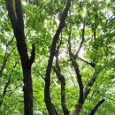 홍천(양양) Daum카페