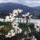 지리산구절초영농조합법인 네이버블로그