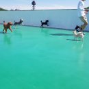 한강펫케어센터 이미지