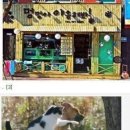 야옹 멍멍 이미지