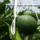 서당 농장 이미지