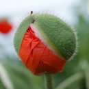 개양귀비 [Common poppy (Papaver rhoeas)] 이미지