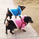 개발바닥 이미지