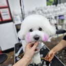 목동애견미용학원