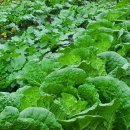 뽑고또뽑고 이미지