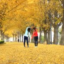 은행나무길 이미지