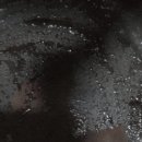 성대고기사랑