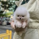 김해 강아지분양 고양이분양 도그하우스 외동점 네이버블로그