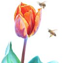 꽃그림 보타니컬아트 이미지