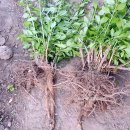 여주-0089 이미지