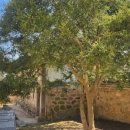 이복화 소머리국밥집 이미지