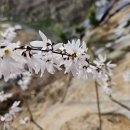 미선농장 2 이미지