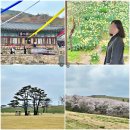 서산 여행 4월 유기방가옥 수선화부터 청벚꽃까지 1박 2일 숙소 맛집 정리