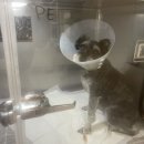 24시 당신의 동물의료센터 이미지